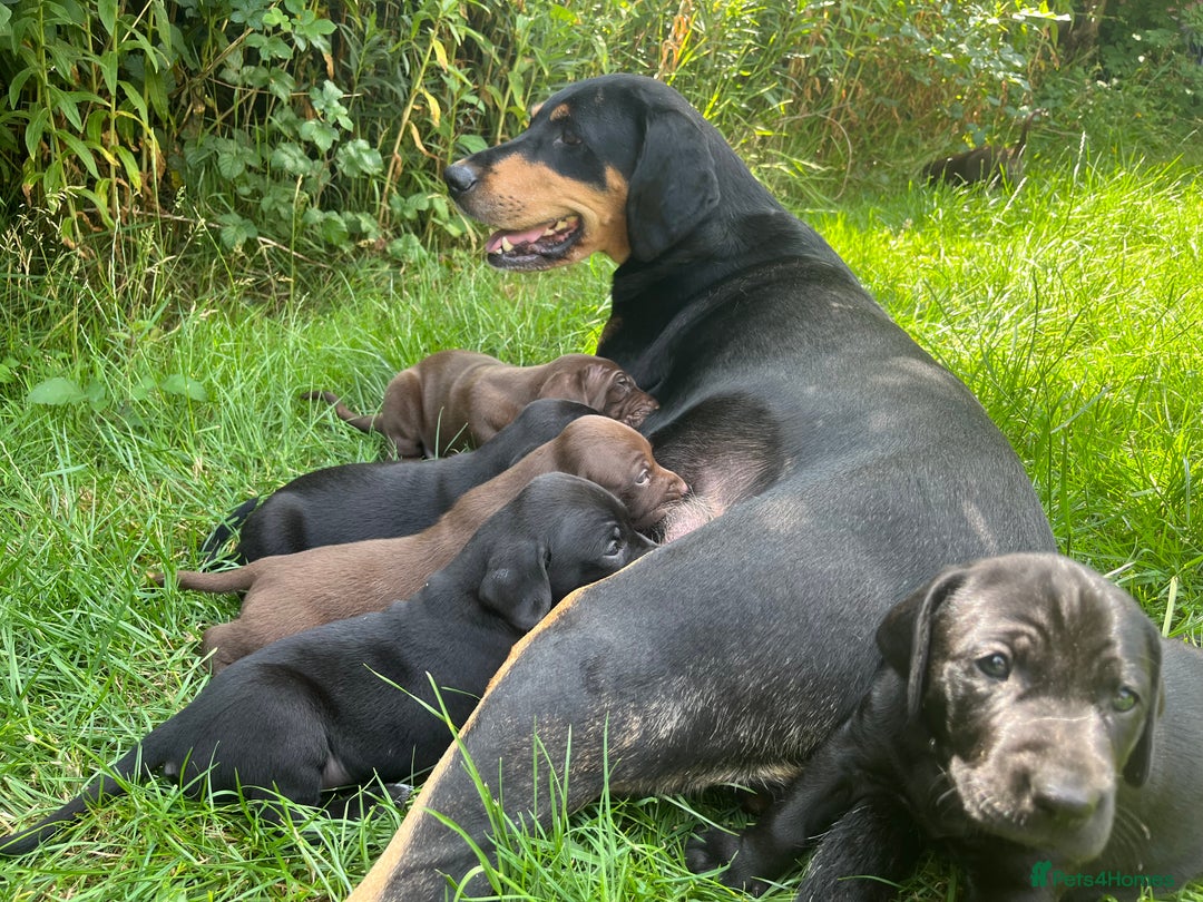 Mixed Breed dogs for sale: Vizlador x Weimaraner puppies - Image 25