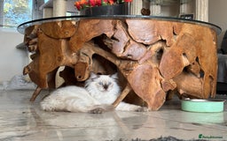 Ragdoll cats for sale: TICA, DNA tested, 5 gen pedigree  - Image 37