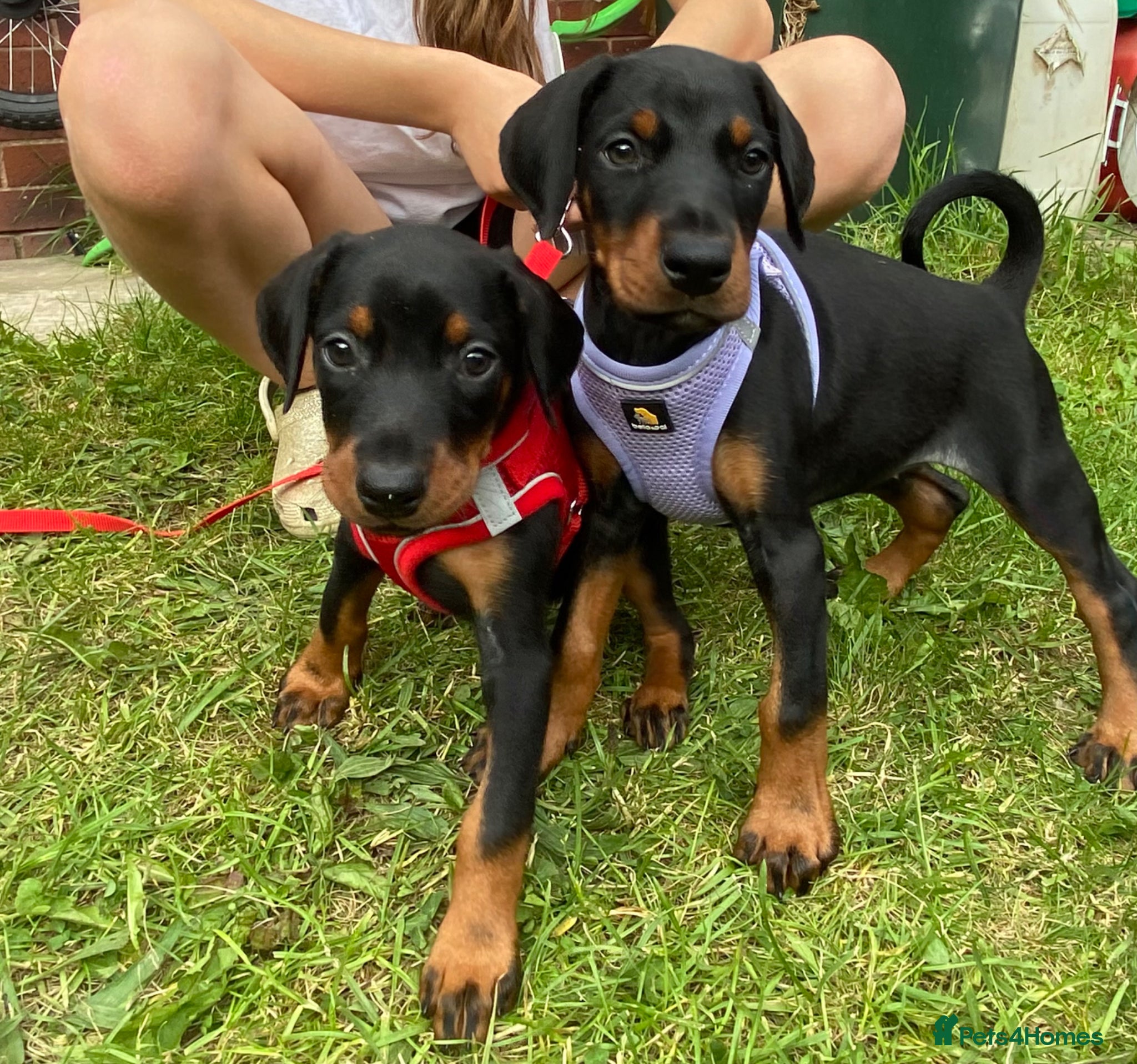 Dobermann dogs Ready 28th May Kc Health tested Black & Tan girls  - Advert 11