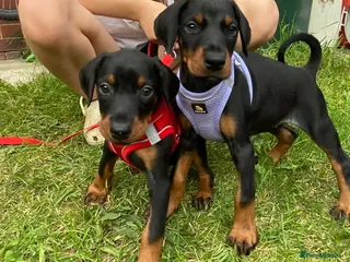 Dobermann dogs Ready 28th May Kc Health tested Black & Tan girls - Advert 11