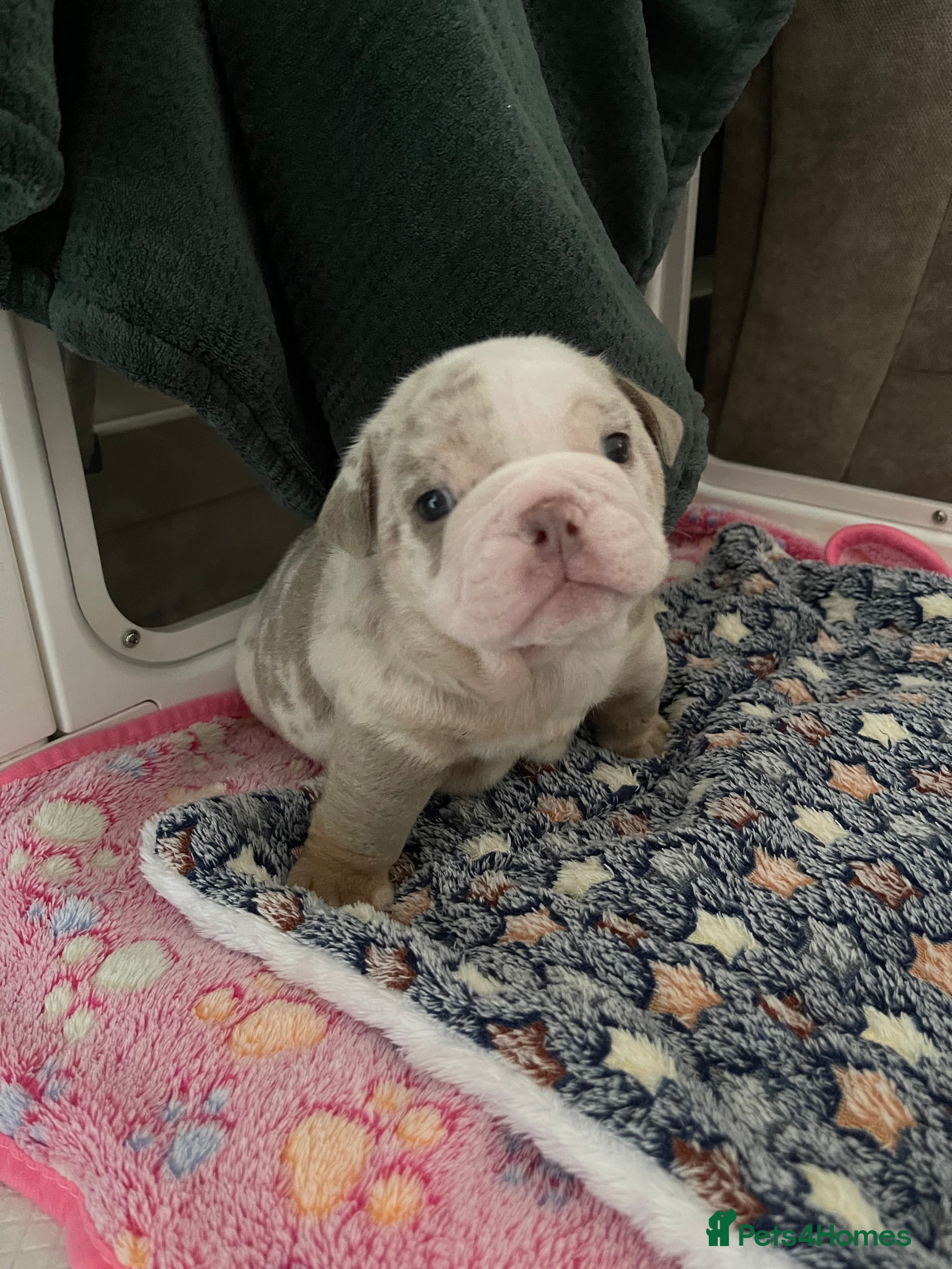 English Bulldog dogs ⭐️✨ Stunning fluffy English Bulldogs - L1 Gene ⭐️✨ - Advert 2