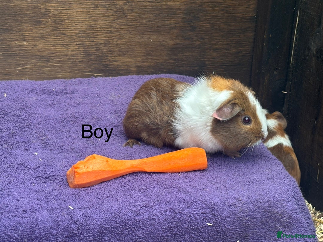 Guinea Pig rodents for sale: Guinea pigs - just two bonded boys left! - Advert 2