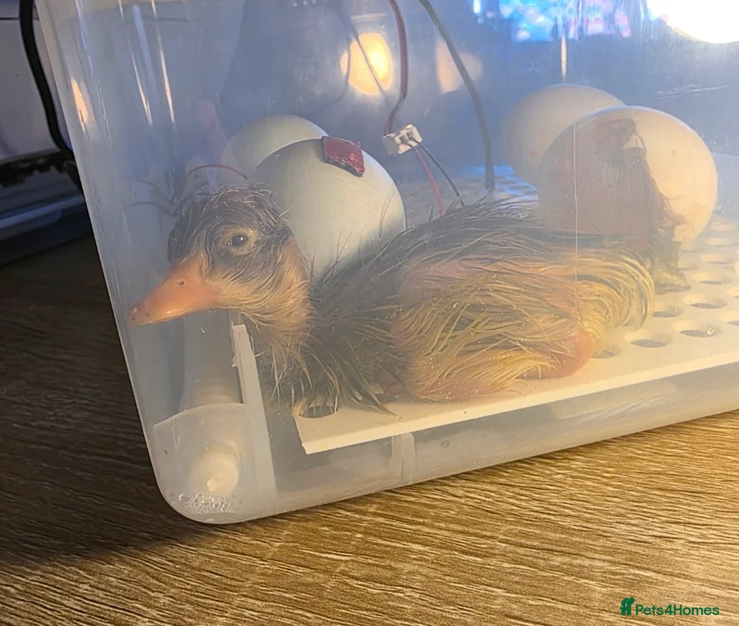 Ducks poultry for sale: Indian Runner Ducks Due April - Hand reared & tame - Advert 1
