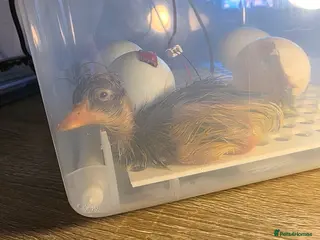 Ducks poultry for sale: Indian Runner Ducks Due April - Hand reared & tame - Advert 2