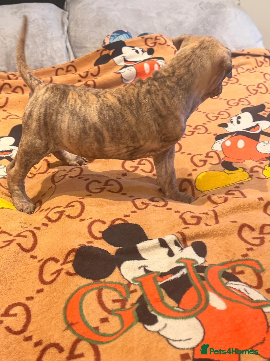 Mixed Breed dogs for sale: PUPPIES READY FOR NEW HOMES - 8 WEEKS+ OLD  - Advert 24