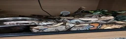 Boa Snake reptiles for sale: Suriname red tail boa constrictor  in Gateshead - Advert 3
