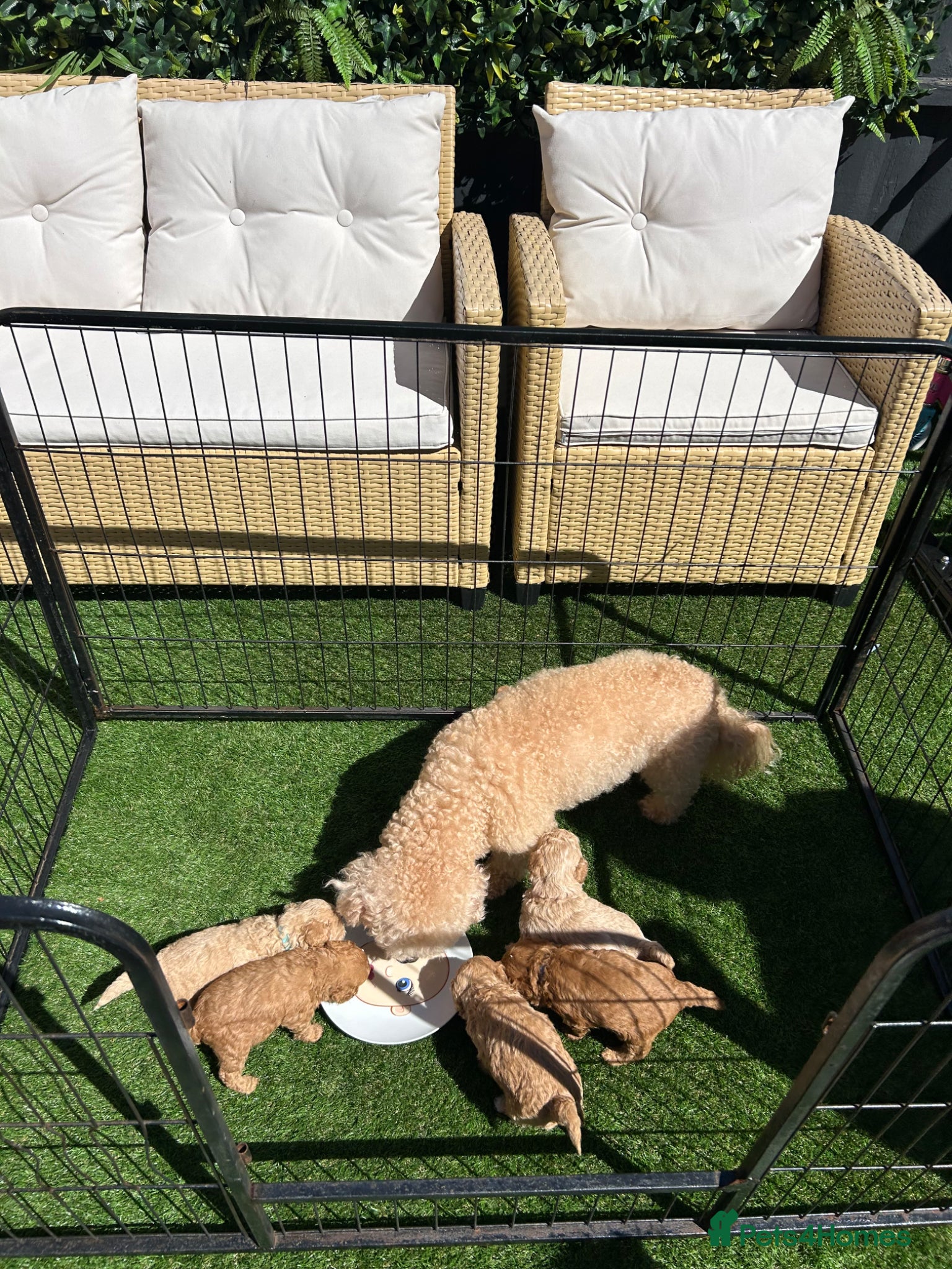 Poochon dogs Toy poochon - Advert 16