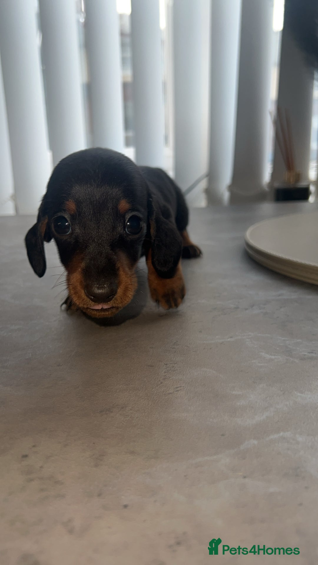 Dachshund dogs for sale: ✨Dachshunds 👀 for forever 🏡 £900 ONO✨ - Advert 10