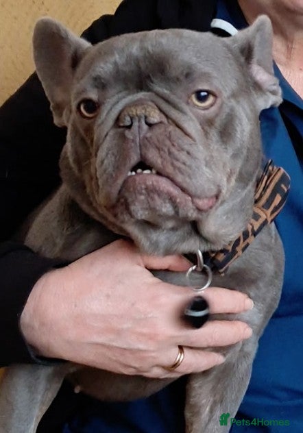 French Bulldog dogs Female French Bulldog - Advert 7