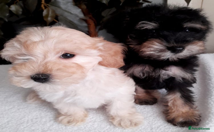 Mixed Breed dogs - Advert 1