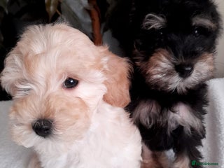 Mixed Breed dogs - Advert 3