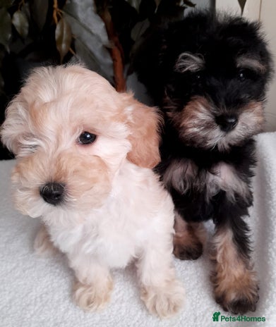 Mixed Breed dogs - Advert 1