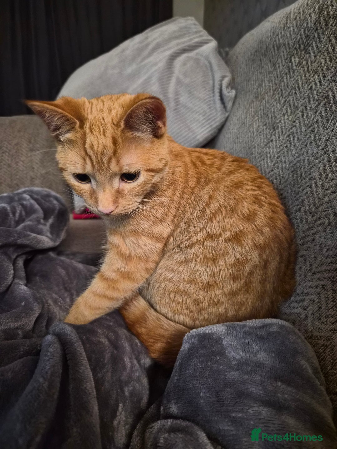 Mixed Breed cats for sale: Pretty Ginger Girl - Advert 1