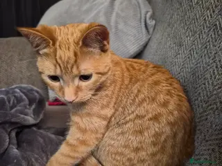 Mixed Breed cats Pretty Ginger Girl - Advert 18