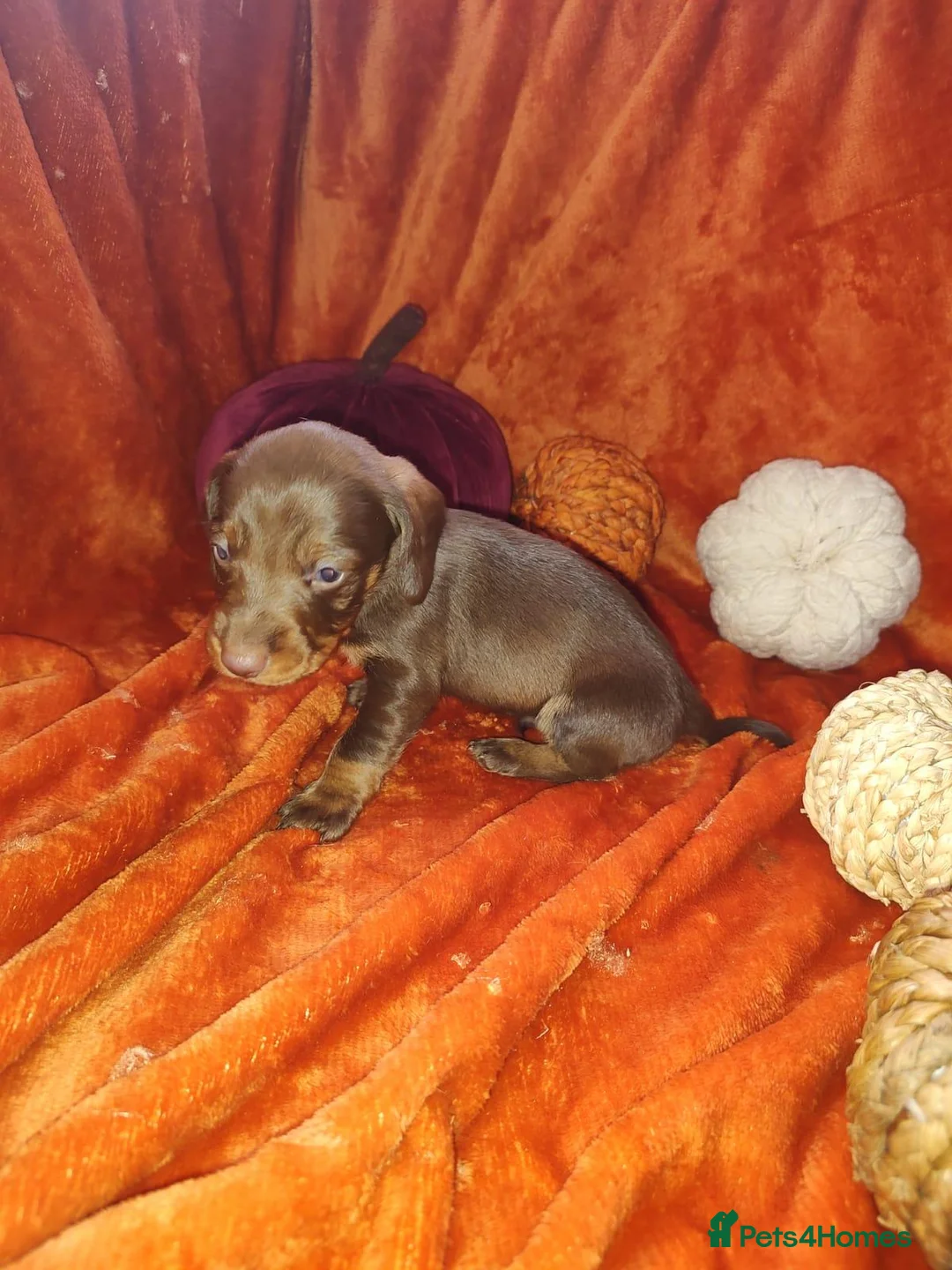Dachshund dogs for sale: Wired haired dachshund  in Gloucester - Advert 2