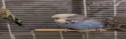 Budgerigars birds for sale: Exhibition Budgies Breeder pair and Budgie pair  - Advert 6