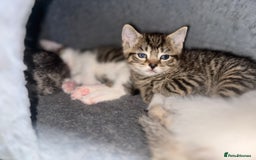 Mixed Breed cats for sale: Gorgeous kittens for sale ready for loving home  - Image 6