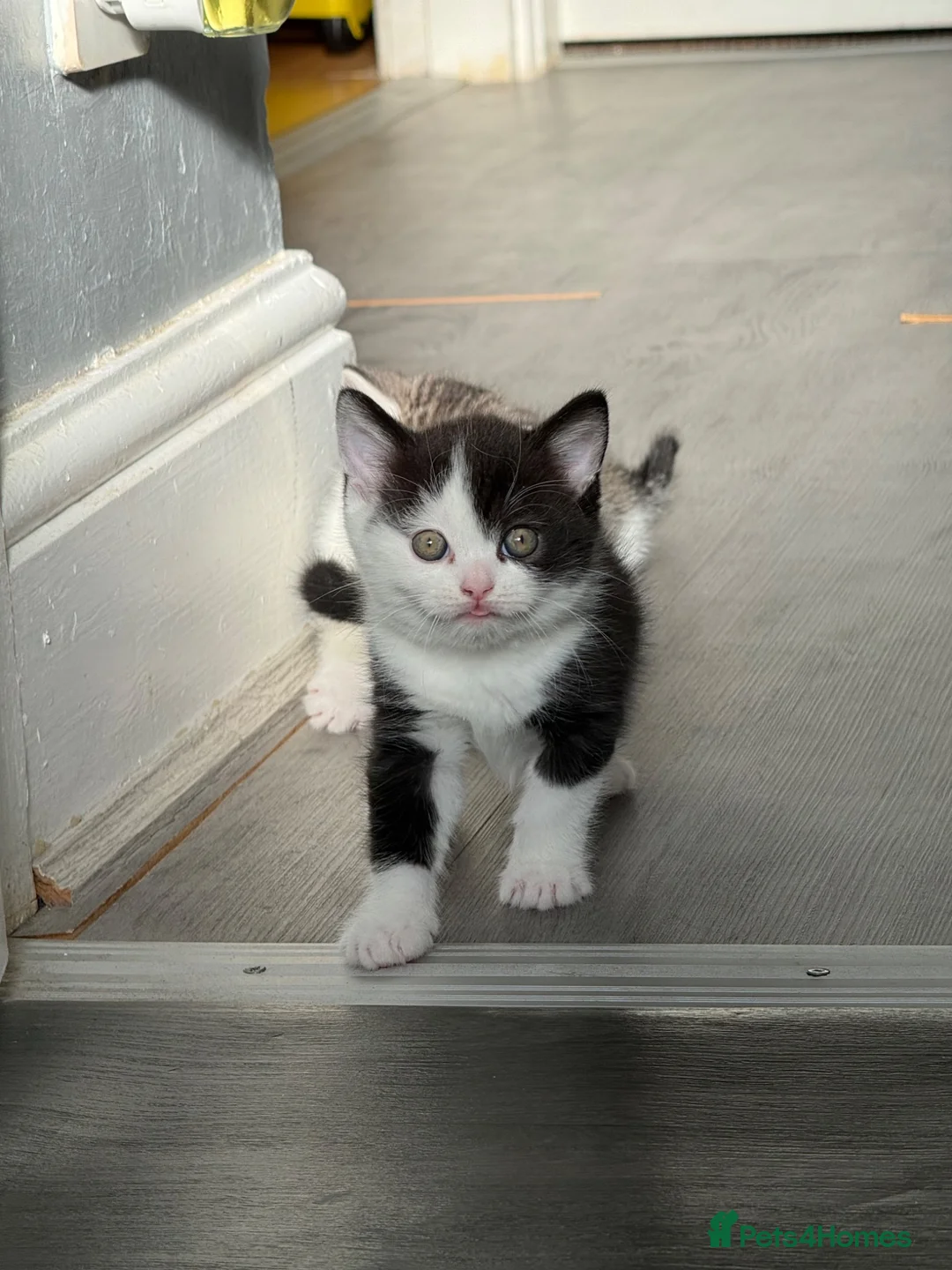 British Shorthair cats for sale: Mother Big Boy and little kittens  in Burton-on-Trent - Advert 2
