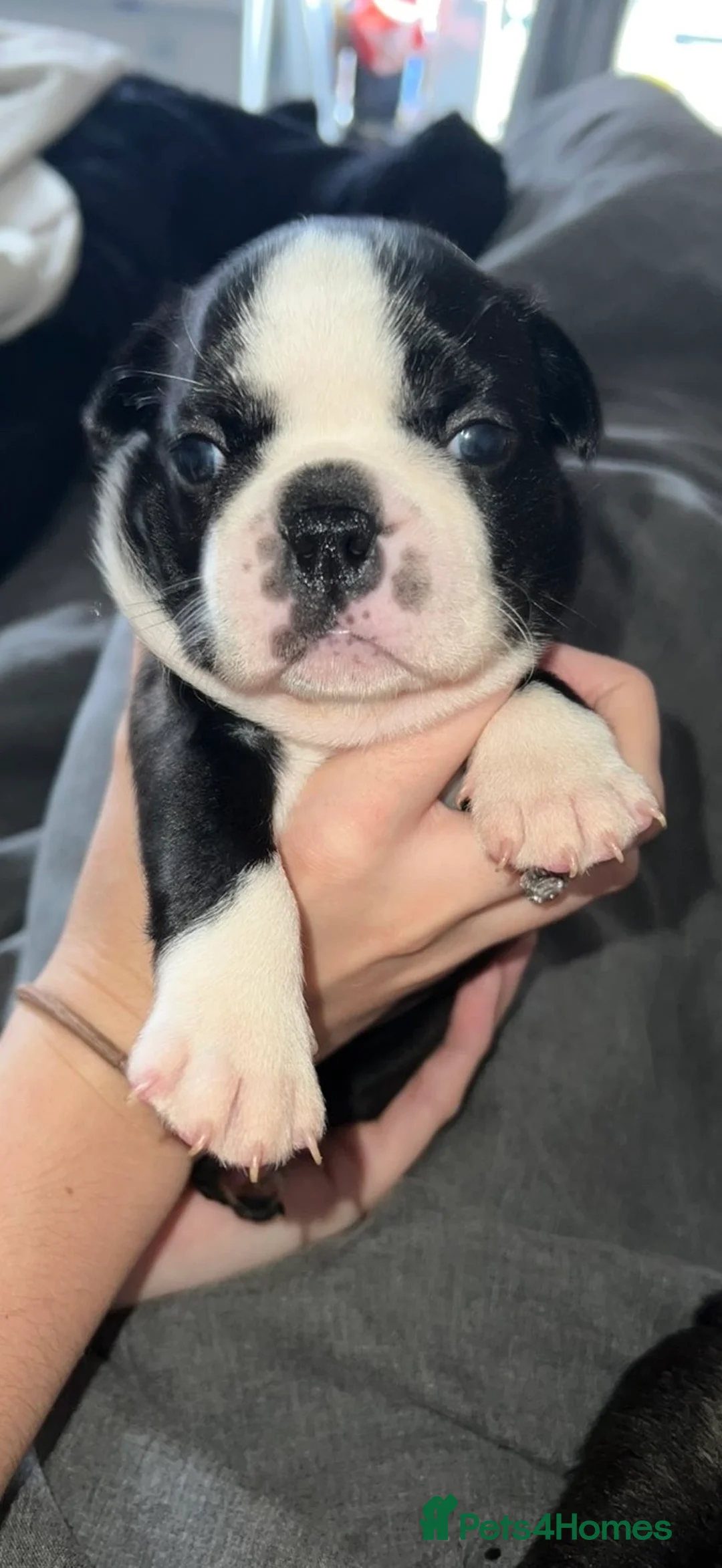 Boston Terrier dogs for sale: Quality Lines KC Registered Boston Terrier Puppies - Advert 16