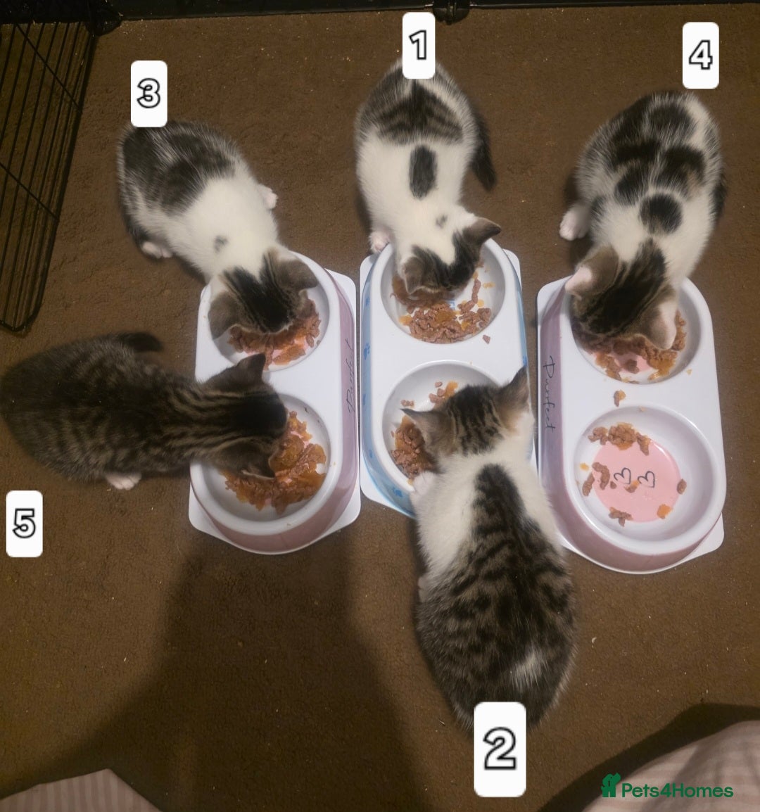 Mixed Breed cats 3 boys 2 girls ready for new homes.  - Advert 17