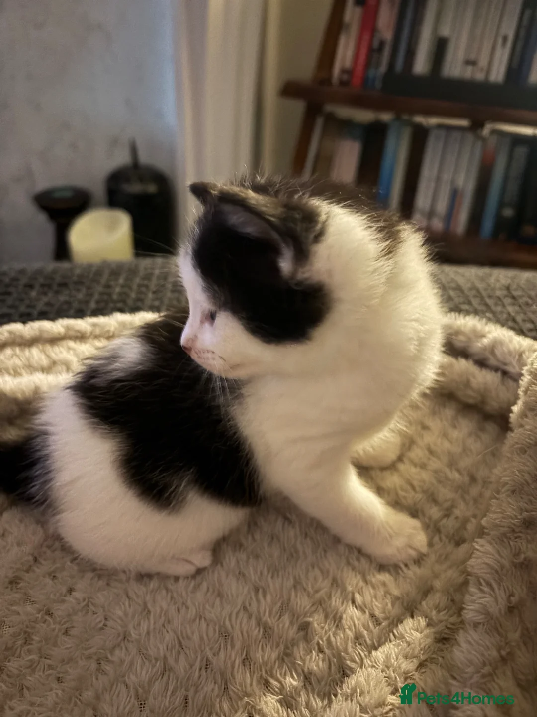 Mixed Breed cats for sale: Kittens for sale - Advert 6