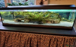Axolotl reptiles for sale: Axolotl  - Image 1
