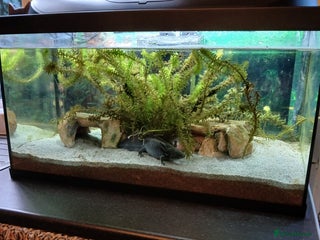 Axolotl reptiles - Advert 1