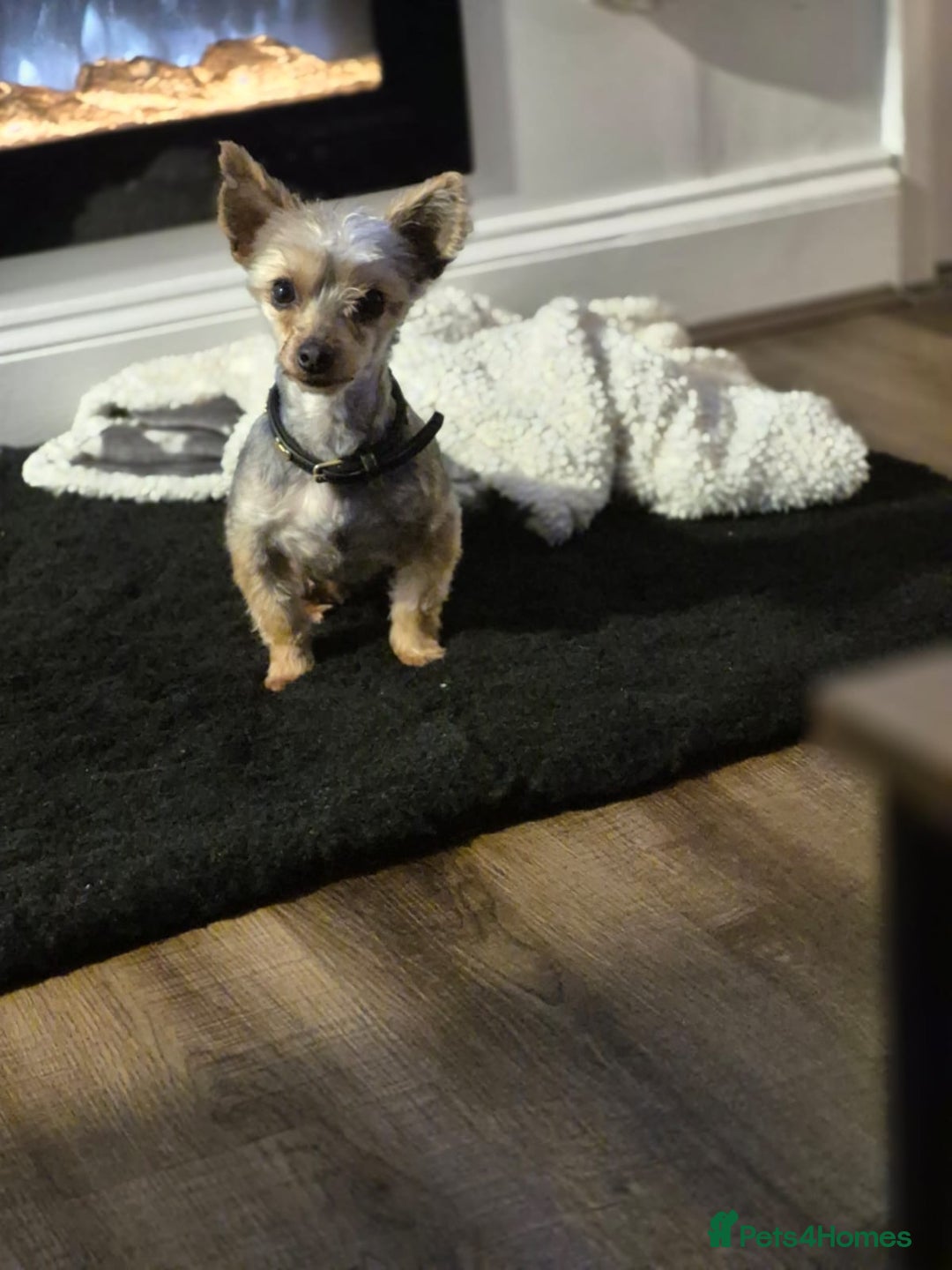 Yorkshire Terrier dogs for sale: Yorkshire terrier  **  - Advert 2