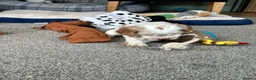 Cocker Spaniel dogs for sale: Stunning Orange roan boys - Advert 25