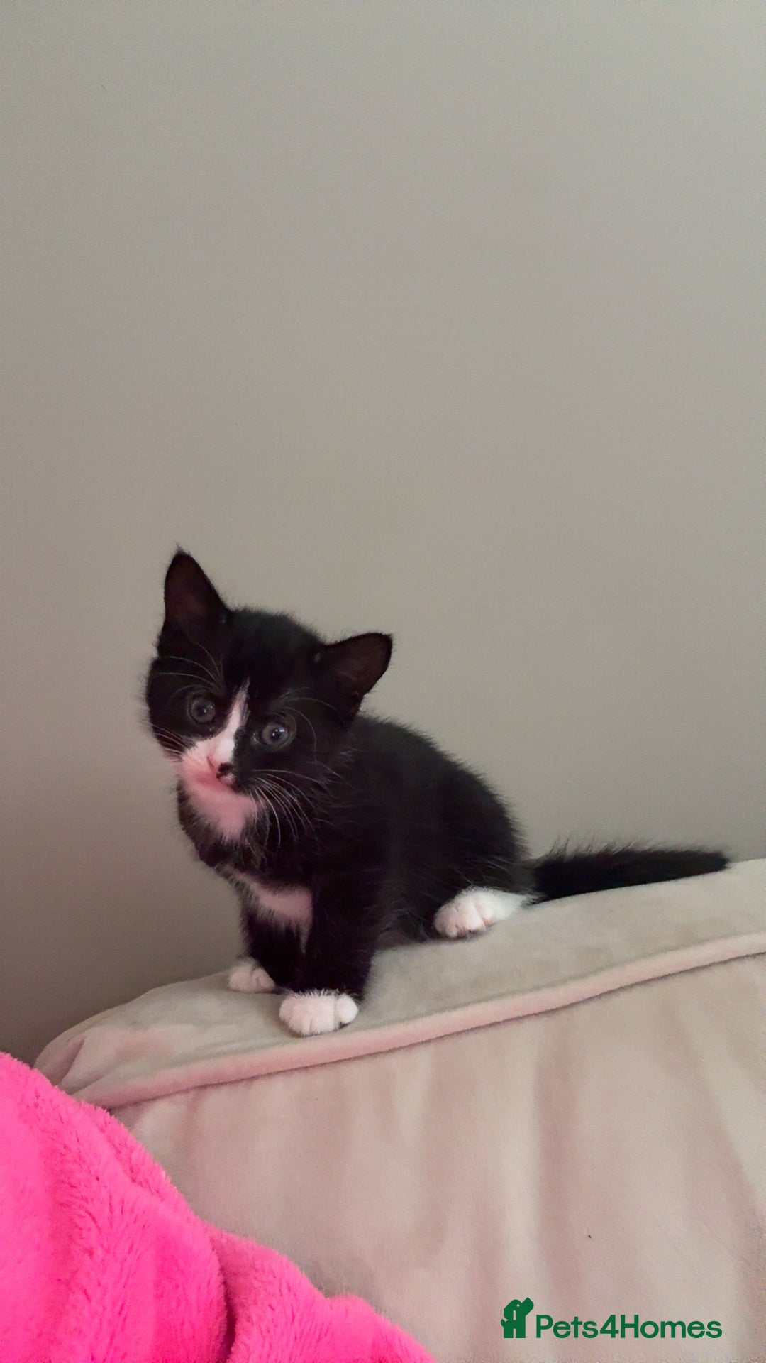 Bombay cats for sale: 3 male 1 female bombay x kittens  - Image 6