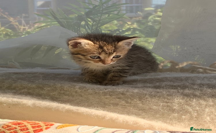 Mixed Breed cats - Advert 14