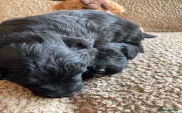 Mixed Breed dogs for sale: Corgipoo 🐾🐶 - Advert 13