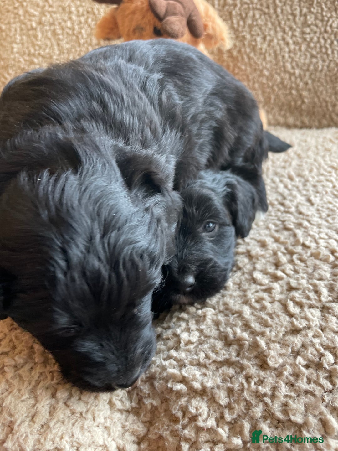 Mixed Breed dogs for sale: Corgipoo 🐾🐶 - Advert 13