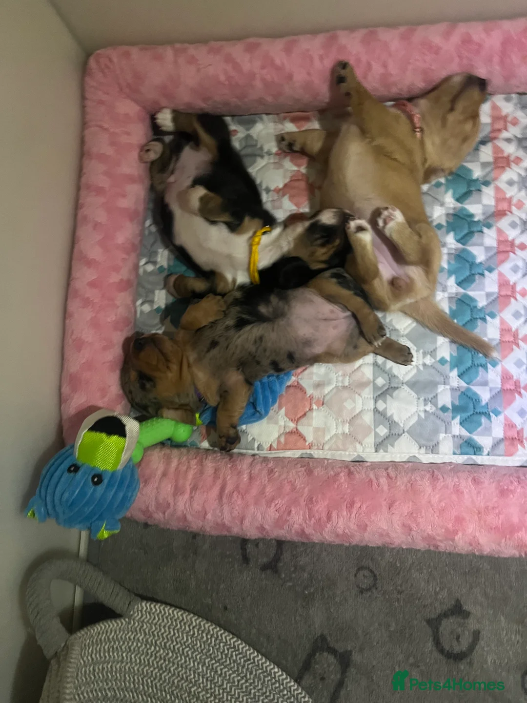 Miniature Dachshund dogs for sale: Minature Dachshunds (cream carriers) - Advert 2