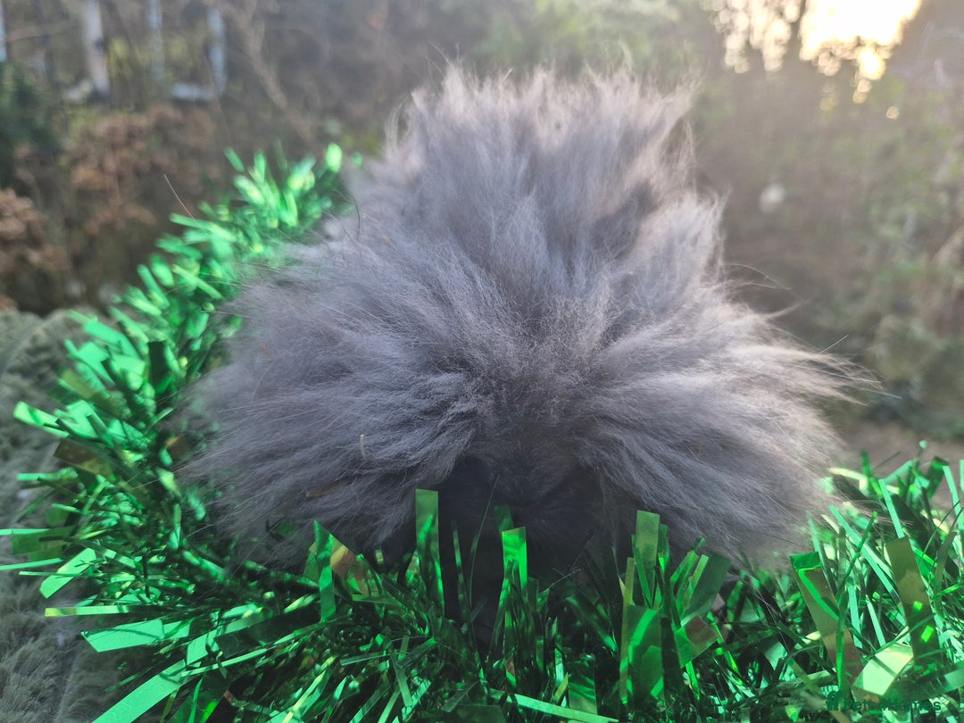 Angora rabbits for sale: 🖤 READY NOW- FULL FACED BLACK ANGORA BUNNIES 🖤 - Advert 3