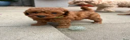 Cavapoo dogs for sale: F1b Cavapoo Puppies - Advert 10