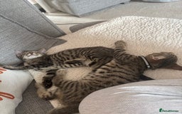 Domestic Shorthair cats for sale: Two male tabby cats  - Image 4