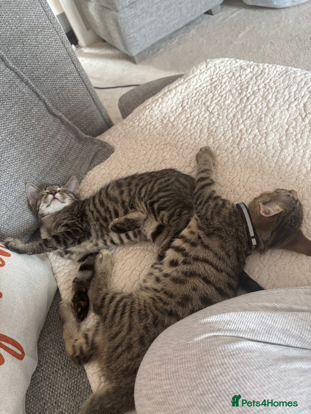 Domestic Shorthair cats for sale: Two male tabby cats  - Image 4