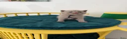British Shorthair cats for sale: Tica registered BSH kittens - Advert 13
