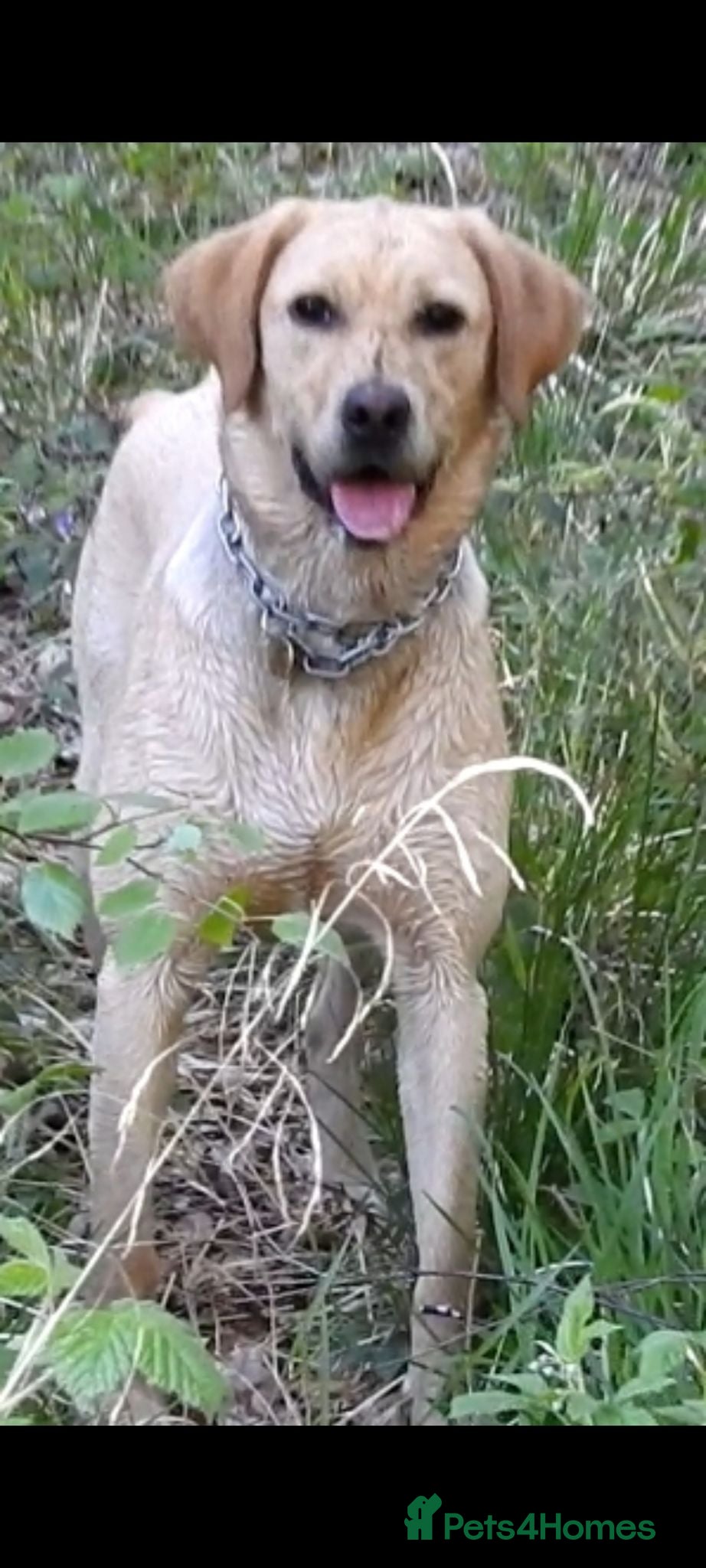 Labrador Retriever dogs  Retriever Ladrador puppies for sale - Advert 1