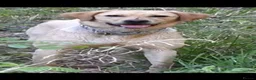 Labrador Retriever dogs for sale:  Retriever Ladrador puppies for sale - Advert 4
