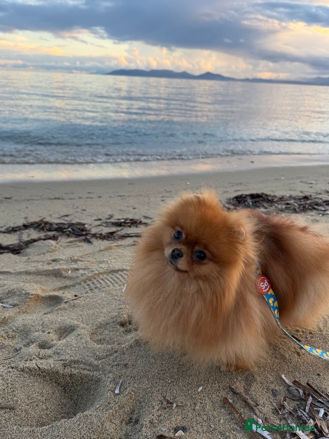 Pomeranian dogs for sale:  **  Russian blood lines sable Pom for sale 😍 - Advert 10