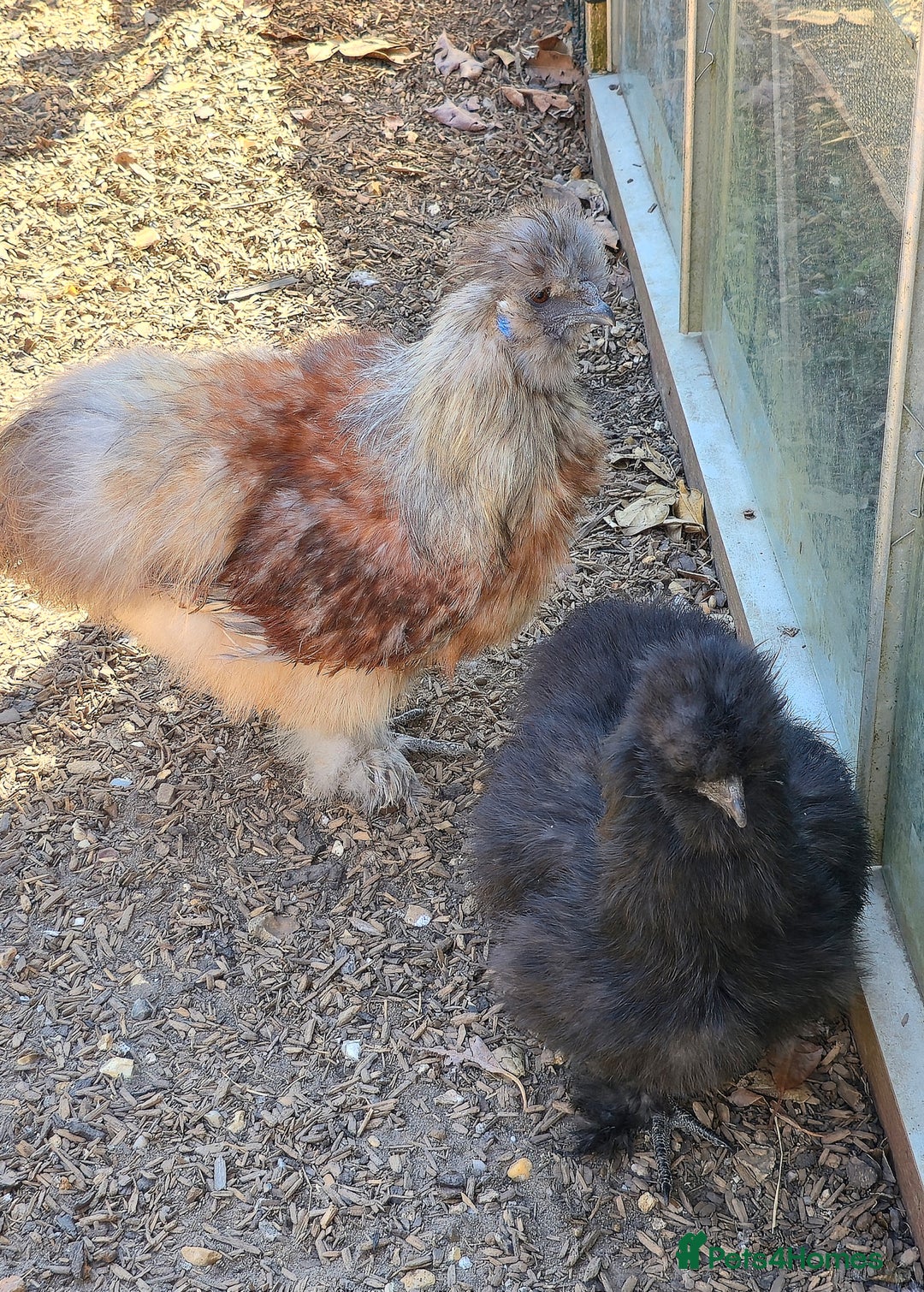 Chickens poultry for sale: Partridge Silkie cockerel  - Image 6