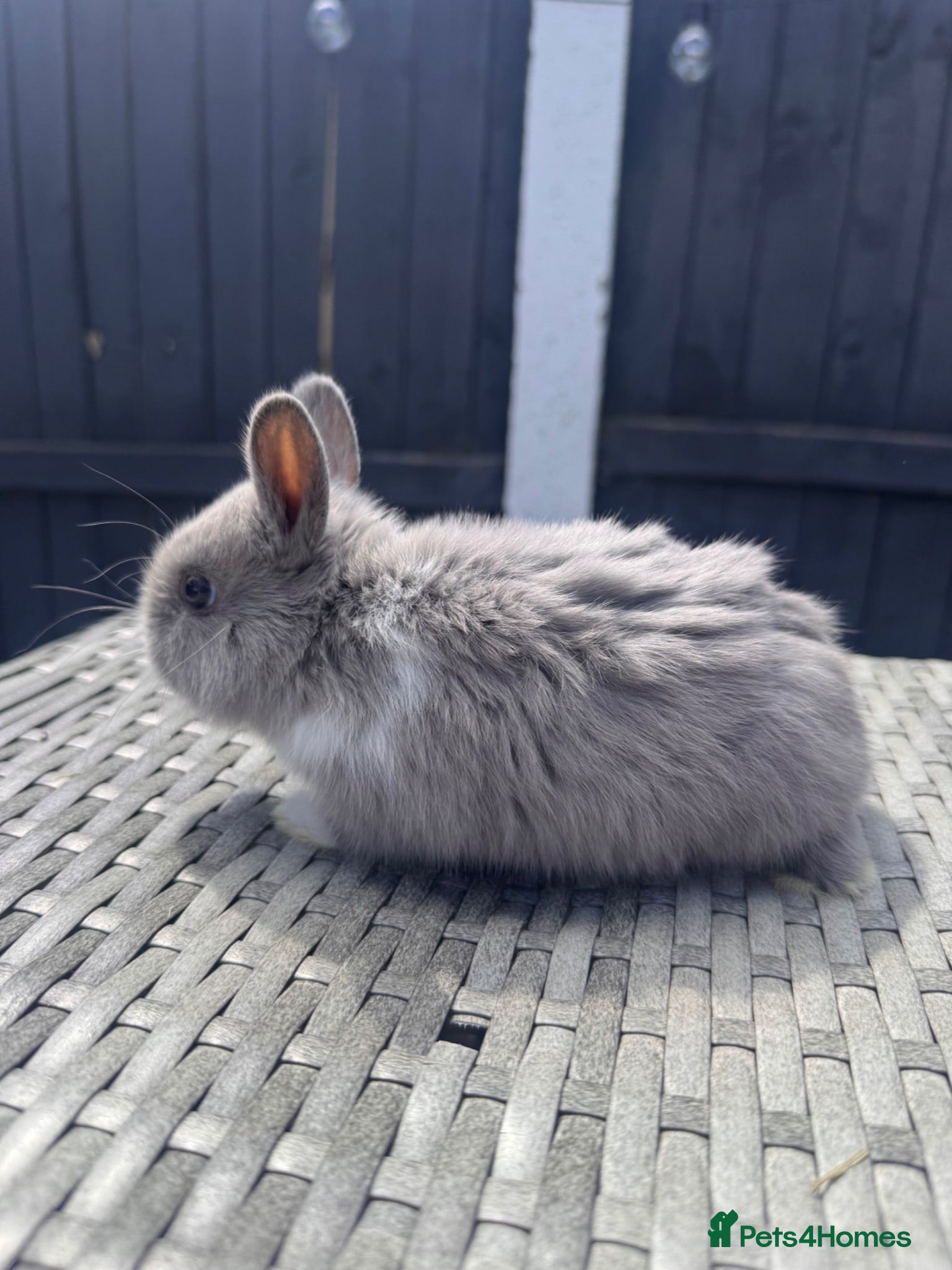 Netherland Dwarf rabbits Pure bred Netherland Dwarf Bunnies - Advert 2