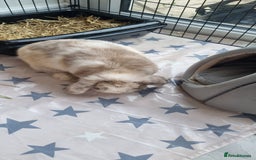 Mini Lop rabbits for sale: Mini Lop looking for a new home  - Image 2