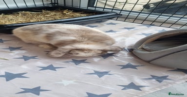 Mini Lop rabbits - Advert 1