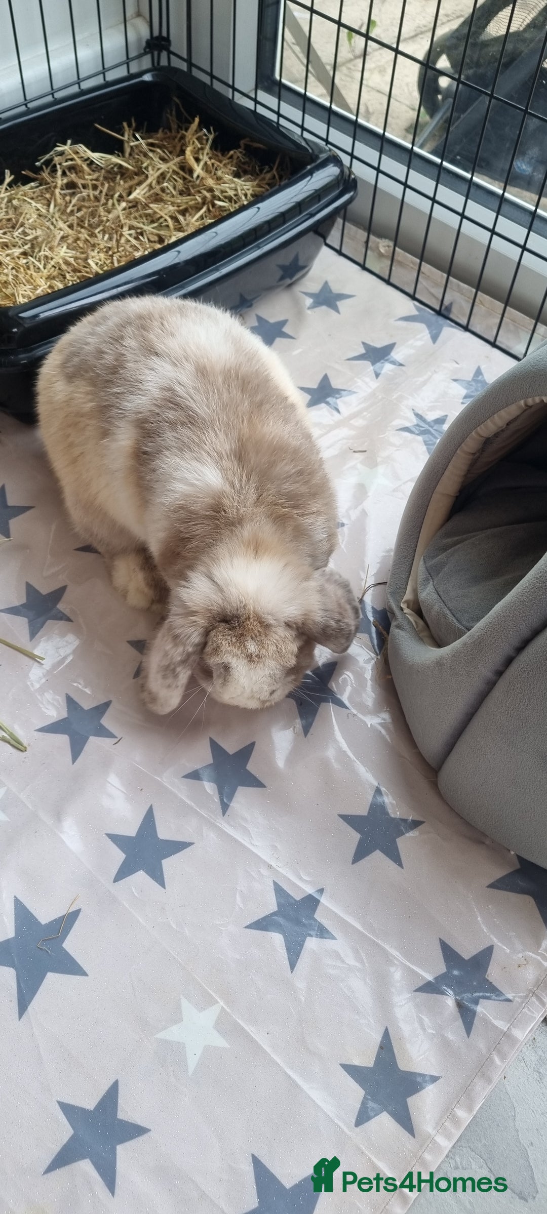 Mini Lop rabbits for sale: Mini Lop looking for a new home  - Image 2