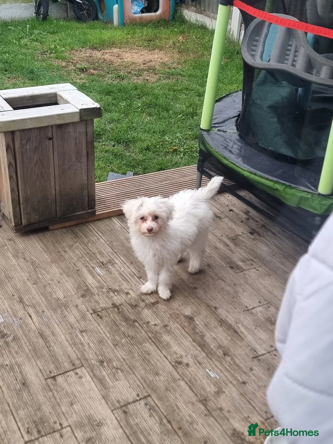 Chinese Crested dogs for sale: Chinease crested powder puff  - Advert 19