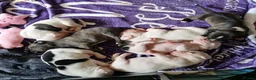 Staffordshire Bull Terrier dogs for sale: Beautiful Long-legged Staffy Puppies  in Dartford - Advert 13