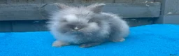 Lionhead rabbits for sale: 2 adorable double mane lionhead baby bunnies  - Advert 14